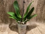 In Spikes Phalaenopsis Surfsong (3.5" pot) - Image 4