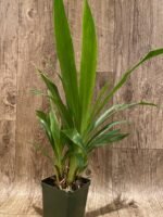 Zygopetalum Debbie de Mello ‘Honolulu Baby’ (BS, 3.5" pot) - Image 5