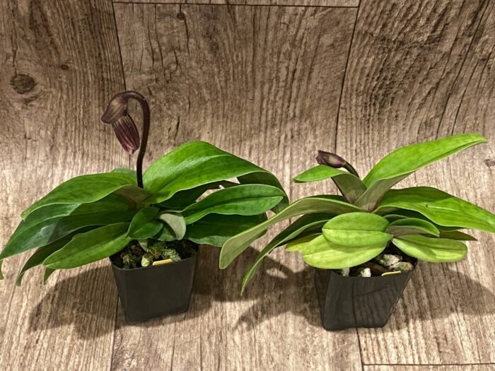 In Spike Paphiopedilum vexillarium x sib (2” pot) - Image 3