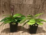 In Spike Paphiopedilum vexillarium x sib (2” pot) - Image 4