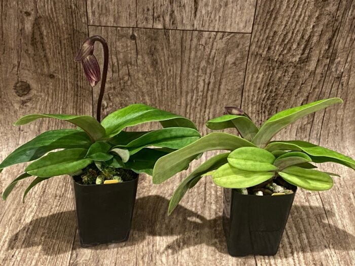 In Spike Paphiopedilum vexillarium x sib (2” pot) - Image 4