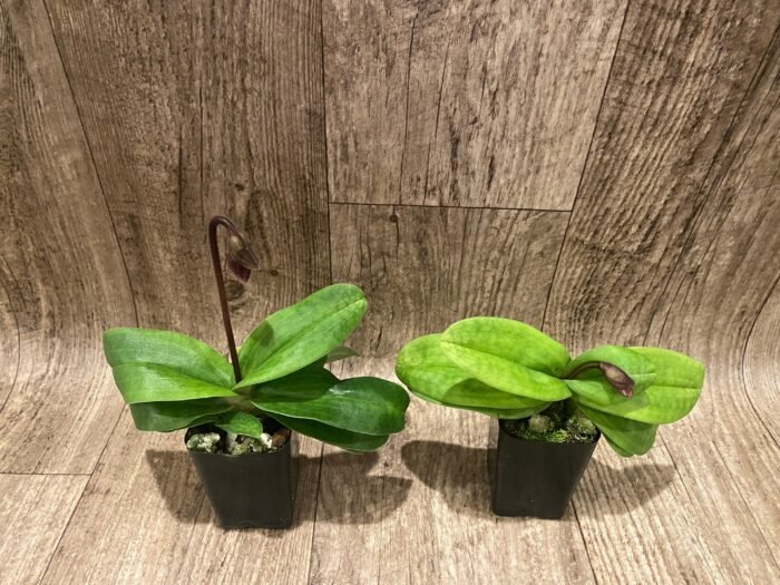 In Spike Paphiopedilum vexillarium x sib (2” pot) - Image 6