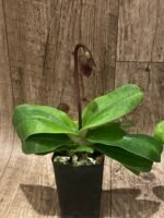 In Spike Paphiopedilum vexillarium x sib (2” pot) - Image 7
