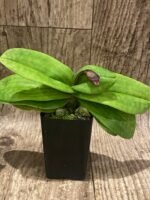 In Spike Paphiopedilum vexillarium x sib (2” pot) - Image 8