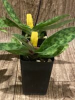In Bud/ Spike - Paph. appletonianum x sib (2” pot) - Image 5
