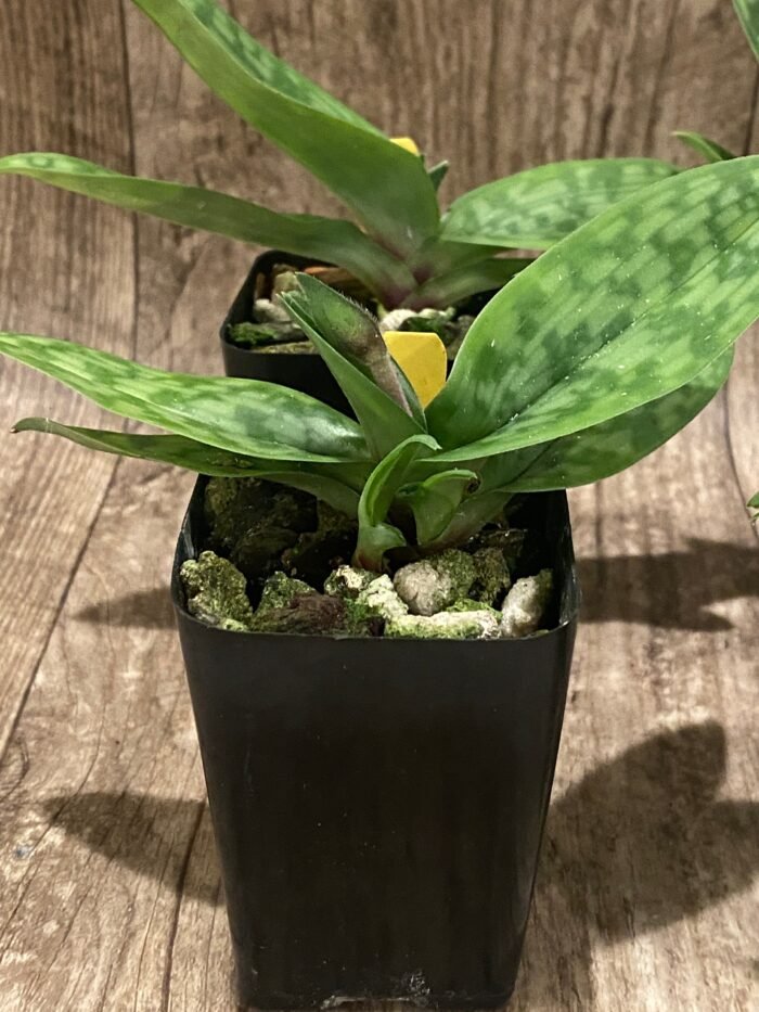 In Bud/ Spike - Paph. appletonianum x sib (2” pot) - Image 6