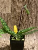 In Bud/ Spike - Paph. appletonianum x sib (2” pot) - Image 8