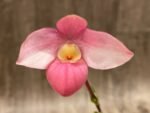 In Bloom Phrag. QF Maka'ala (Seymour Tower x fischeri) (3.5" pot) - Image 2