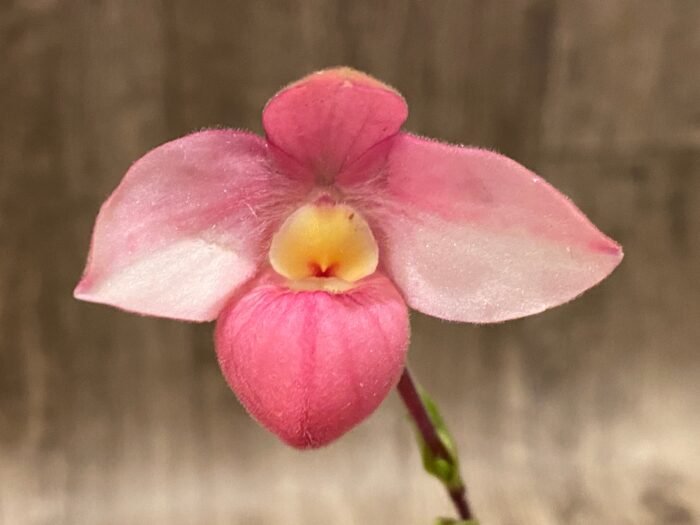In Bloom Phrag. QF Maka'ala (Seymour Tower x fischeri) (3.5" pot) - Image 2
