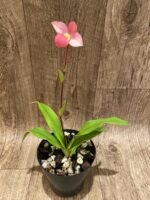 In Bloom Phrag. QF Maka'ala (Seymour Tower x fischeri) (3.5" pot) - Image 5
