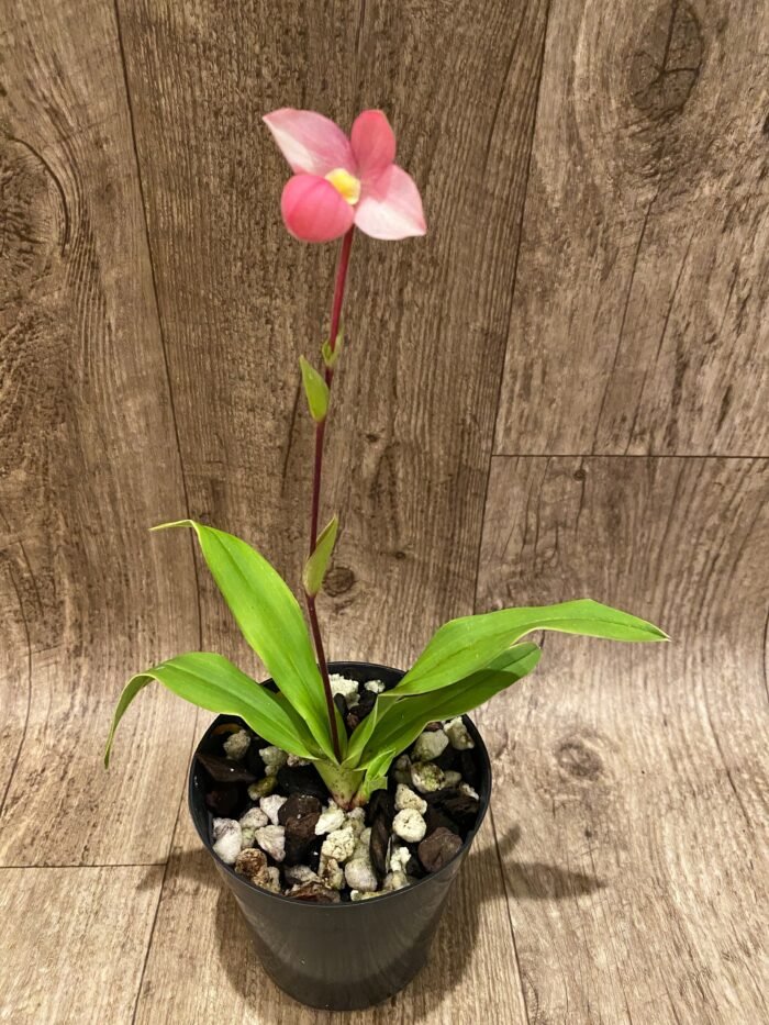 In Bloom Phrag. QF Maka'ala (Seymour Tower x fischeri) (3.5" pot) - Image 5