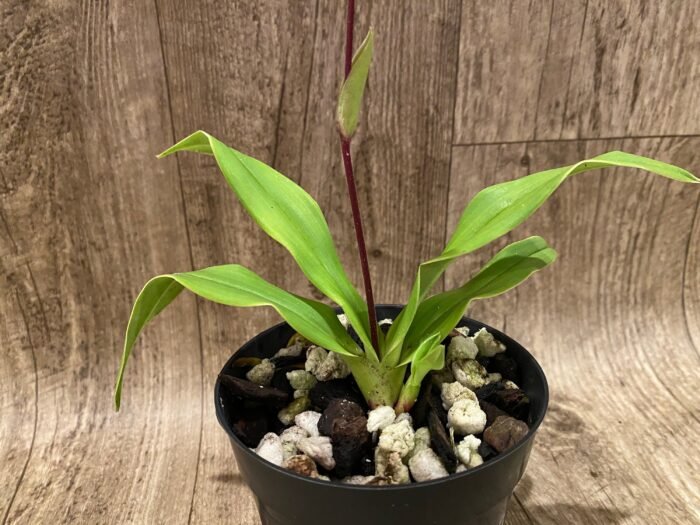 In Bloom Phrag. QF Maka'ala (Seymour Tower x fischeri) (3.5" pot) - Image 6