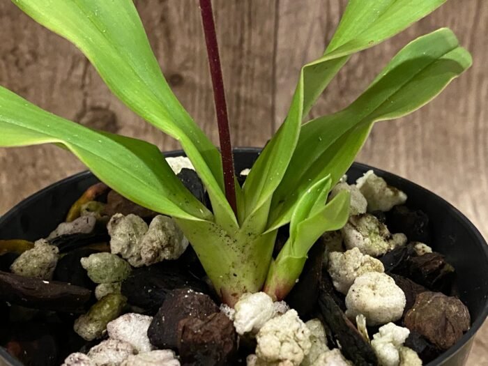 In Bloom Phrag. QF Maka'ala (Seymour Tower x fischeri) (3.5" pot) - Image 7