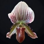 Paphiopedilum vexillarium x sib (2” pot)