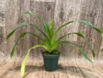 In Spike Phrag. QF Hawaiian Apprentice ( Sorcerer's Apprentice x QF Naukana Kealoha) (4.5" pot) - Image 4