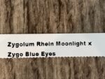 Zygolum Rhein Moonlight x Zygo Blue Eyes (3.5" pot) - Image 4