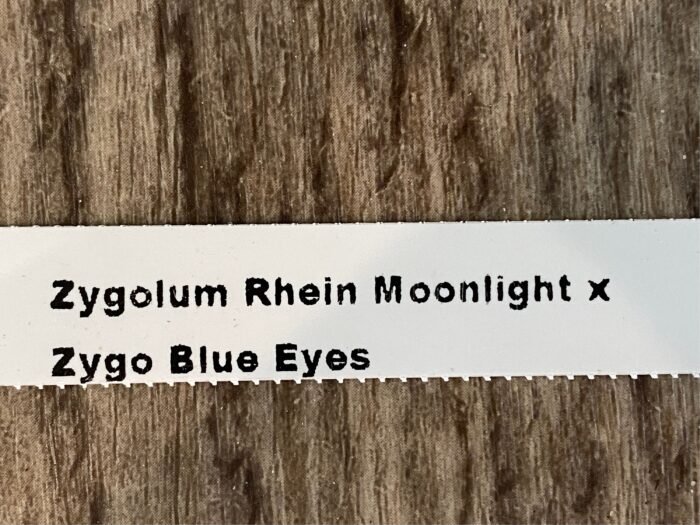 Zygolum Rhein Moonlight x Zygo Blue Eyes (3.5" pot) - Image 4