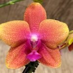 Phalaenopsis Bronze Buddha