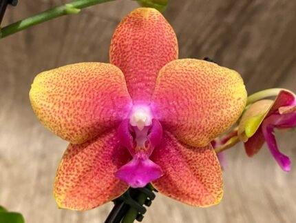 Phalaenopsis Bronze Buddha