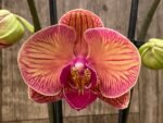 Double Spikes Phalaenopsis Younghome Golden Leopard (4.5" pot) - Image 3