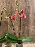 Double Spikes Phalaenopsis Younghome Golden Leopard (4.5" pot) - Image 7