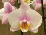 Double Spikes Phalaenopsis Dtps Romance Valentine (3.5" pot)