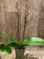 Double Spikes Phalaenopsis Dtps Romance Valentine (3.5" pot) - Image 5