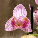 Double Spike Phalaenopsis I-Hsin Naughty Nora ‘Peloric’ (3.5" pot)