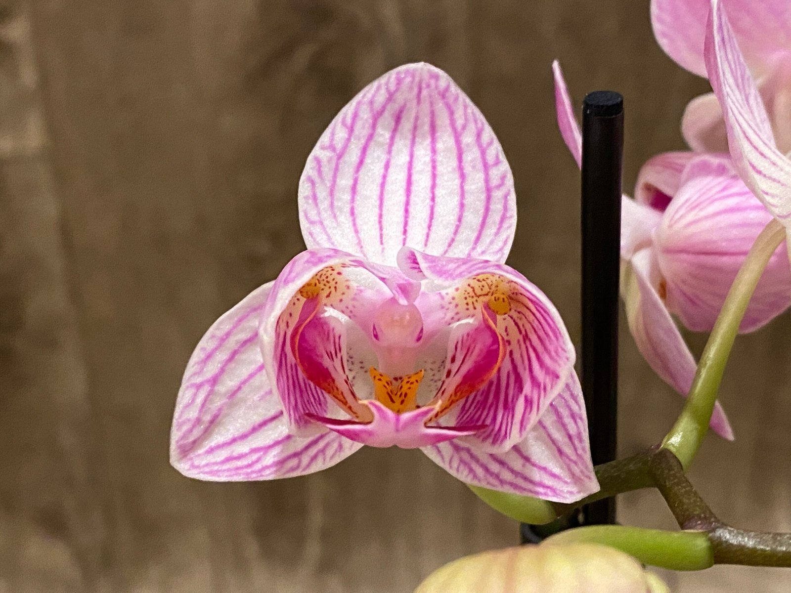 il_fullxfull.6048587659_3p3k.jpg Double Spike Phalaenopsis I-Hsin Naughty Nora ‘Peloric’ (3.5" pot) - Image 1