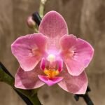 Double Spikes Fragrant Phalaenopsis  Novelty ‘Peloric’ (3.5" pot)