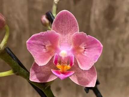 Double Spikes Fragrant Phalaenopsis  Novelty ‘Peloric’ (3.5" pot)