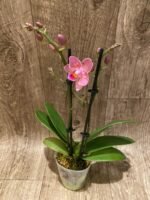 Double Spikes Fragrant Phalaenopsis Novelty ‘Peloric’ (3.5" pot) - Image 3
