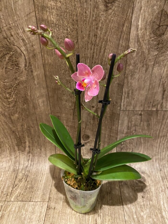 Double Spikes Fragrant Phalaenopsis  Novelty ‘Peloric’ (3.5" pot) - Image 3