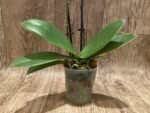 Double Spikes Fragrant Phalaenopsis Novelty ‘Peloric’ (3.5" pot) - Image 4
