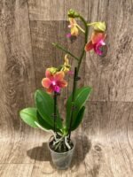 Double Spikes Phalaenopsis Bronze Buddha (3” pot) - Image 4