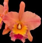 In Sheath Pot. Jessie Lee ’Hawaii’ (Pot. Hawaiian Thrill x Blc. Toshie Aoki) (3.5” pot)