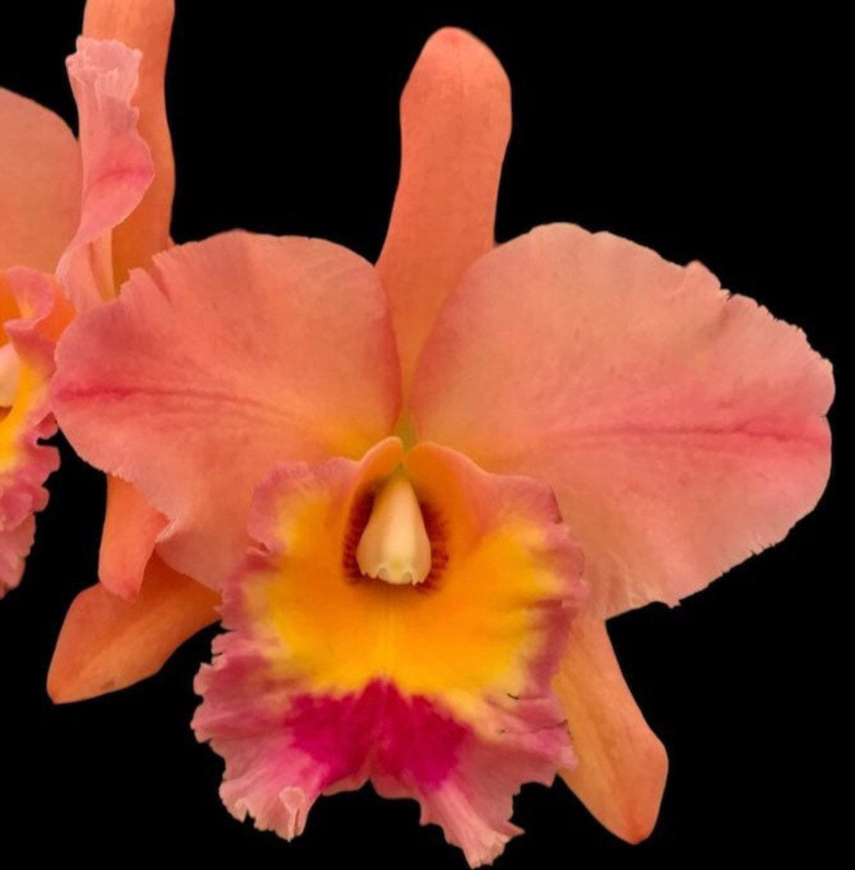 il_fullxfull.6058243876_sz6m.jpg In Sheath Pot. Jessie Lee ’Hawaii’ (Pot. Hawaiian Thrill x Blc. Toshie Aoki) (3.5” pot) - Image 1