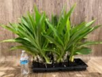 Fragrant Cycnodes Taiwan Gold ‘Orange’ (2.5” pot) - Image 4