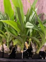 Fragrant Cycnodes Taiwan Gold ‘Orange’ (2.5” pot) - Image 7
