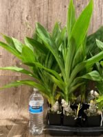 Fragrant Cycnodes Taiwan Gold ‘Orange’ (2.5” pot) - Image 8