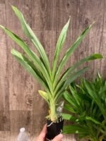 Fragrant Cycnodes Taiwan Gold ‘Orange’ (2.5” pot) - Image 9