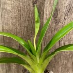 In Spike  Phrag. Kamakilo Tyler (4.5" pot)