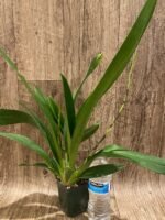 DOUBLE SPIKE - Oncidium Aka Baby ‘Raspberry Chocolate’ (3.5” pot) - Image 5