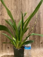 DOUBLE SPIKE - Oncidium Aka Baby ‘Raspberry Chocolate’ (3.5” pot) - Image 6