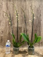 Phalaenopsis Large I-Hsin Dream Bubble BloomingSize (4.5" pot) - Image 2