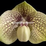 In Bloom Paph. leucochilum x hangianum Large Flower (2" pot)