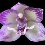 In Spike Tsubotaara Melinda Marie 'Blue Sapphire' (3.5” Pot)