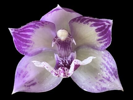 In Spike Tsubotaara Melinda Marie 'Blue Sapphire' (3.5” Pot)