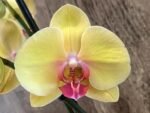 Double Spikes Phalaenopsis I-Hsin Sunny Girl (4.5" pot)