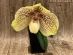 In Bloom Paph. leucochilum x hangianum Large Flower (2" pot) - Image 3